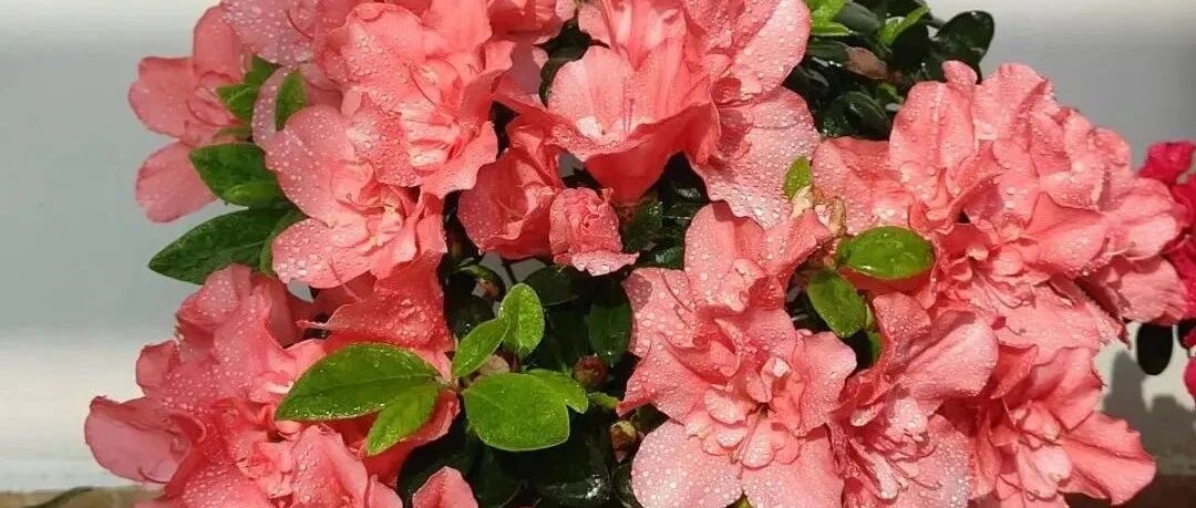 10种花，冬天别喷水，越喷越烂叶，2天变光杆