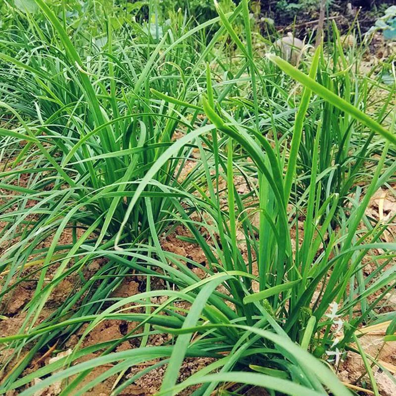 好吃i春天裡的長生菜20天割一茬邊割邊吃一年吃個五六茬