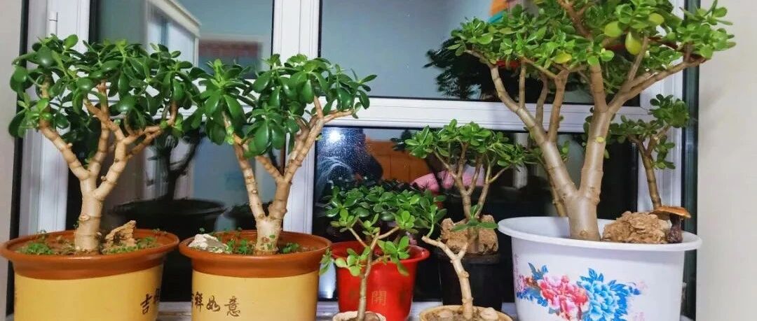 注意！这种盆养花，1棵也活不了，赶紧扔了