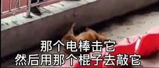 流浪狗误入校园被电击、虐打，场面触目惊心，说好的爱护动物呢？
