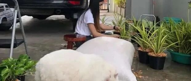 养了只绵羊？泰国“巨无霸白猫”体格比“肥料袋”还大，真罕见啊