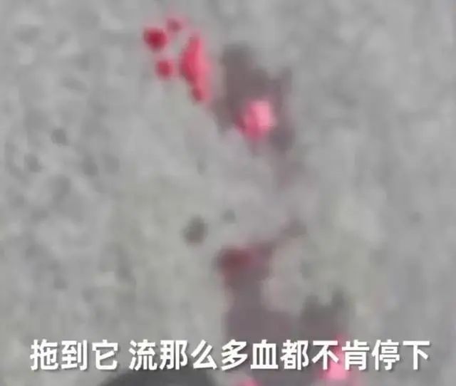 男子綁寵物小狗用摩托車瘋狂拖行3條街，被截停後仍一臉怪笑 寵物 第4張