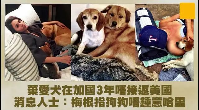 英國王子夫人號稱愛狗但卻遺棄愛犬，丈夫：「我被狗吠了33年」 寵物 第2張