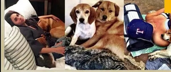 英国王子夫人号称爱狗但却遗弃爱犬，丈夫：“我被狗吠了33年”