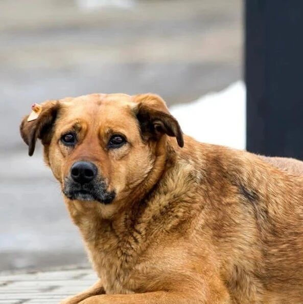 重庆版“忠犬八公”，那只叫“元宝”的狗狗，终于不用再等了