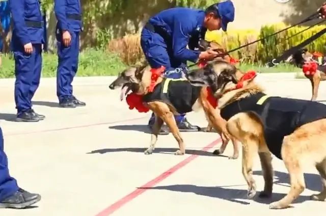 5隻搜救犬退役，卻扒著訓導員衣角，一步三回頭不肯走 寵物 第5張