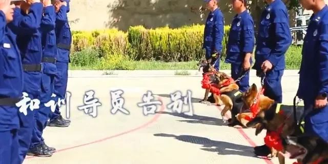 5隻搜救犬退役，卻扒著訓導員衣角，一步三回頭不肯走 寵物 第4張