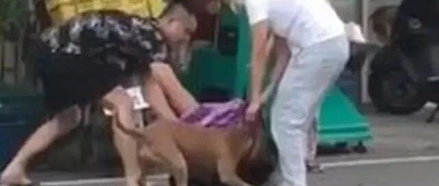 “第一猛犬”发狂咬土狗32秒，5岁女孩赤手空拳阻止，场面惊心
