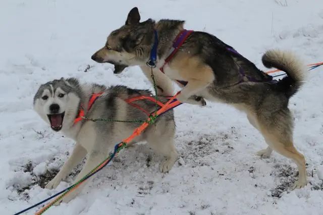 「第一猛犬」發狂咬土狗32秒，5歲女孩赤手空拳阻止，場面驚心 寵物 第8張