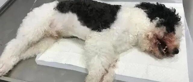 女童逗狗被咬，父亲上门把狗摔死，受害者是如何转变为加害者的？