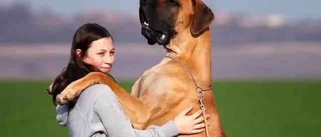 2只狗狗暴冲拉扯，不小心将女主人勒死，如何纠正狗狗暴冲？