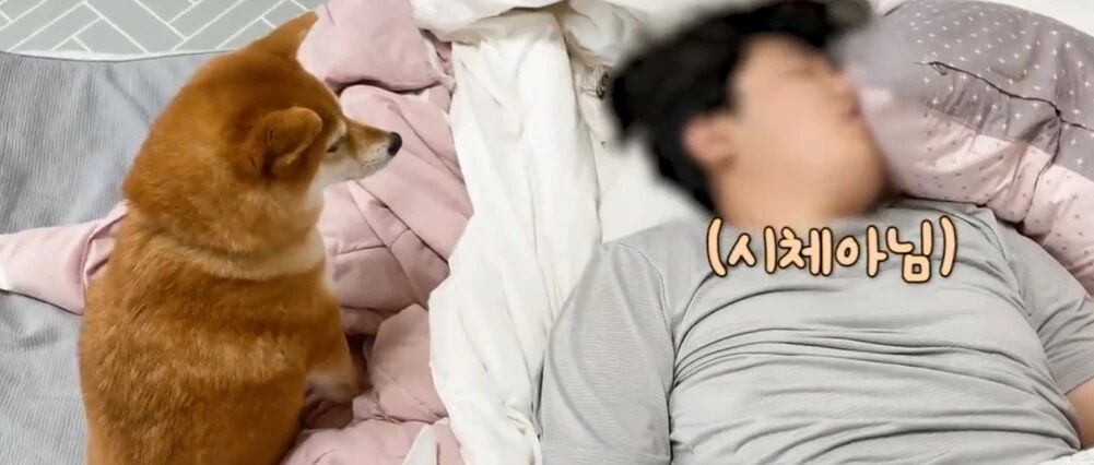 白柴叫主人起床，失败后却气急败坏，女主：被子要被抓破了