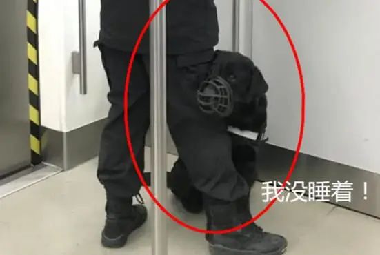 地鐵上偶遇乖巧警犬，男子靠近拉近鏡頭時，才發現原來它很精明 寵物 第3張