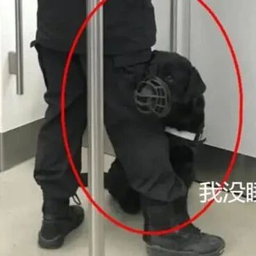 地铁上偶遇乖巧警犬，男子靠近拉近镜头时，才发现原来它很精明