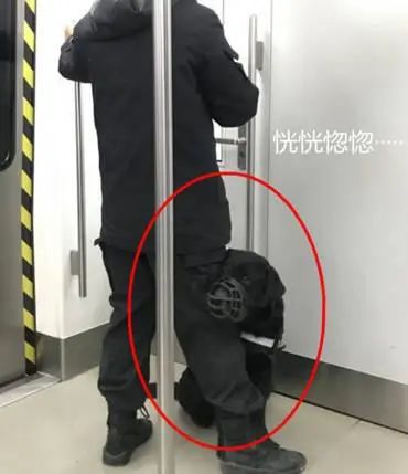 地鐵上偶遇乖巧警犬，男子靠近拉近鏡頭時，才發現原來它很精明 寵物 第2張