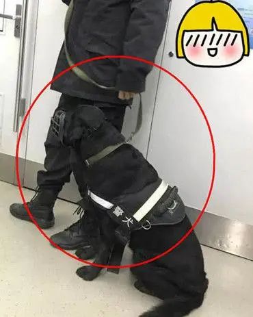 地鐵上偶遇乖巧警犬，男子靠近拉近鏡頭時，才發現原來它很精明 寵物 第1張