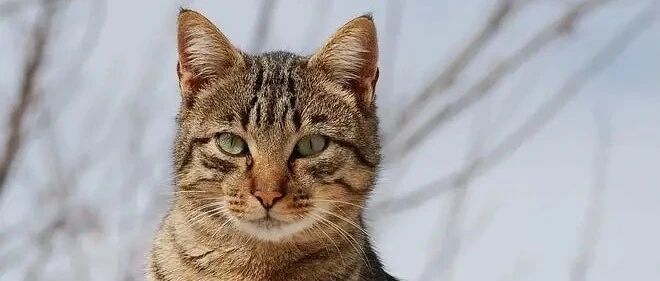 猫交配为什么叫声凄惨？狗为什么背靠背？人类和它们有什么不同？