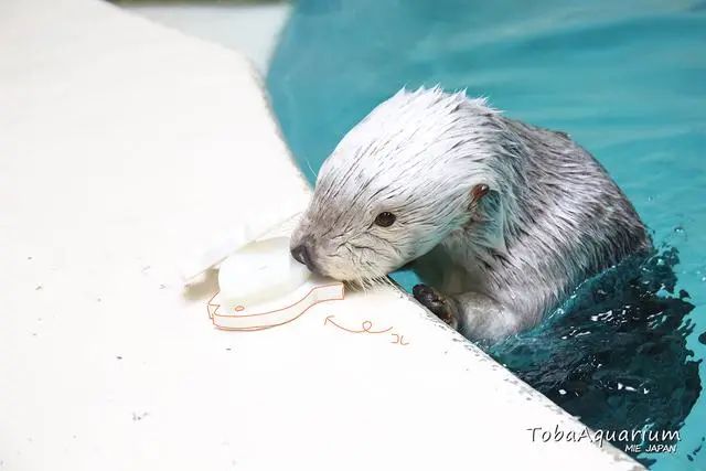 海獺收到禮物後，竟掏出更多回禮，最後還伸長脖子要飼養員摸摸 寵物 第7張