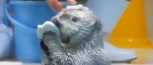 海獭收到礼物后，竟掏出更多回礼，最后还伸长脖子要饲养员摸摸