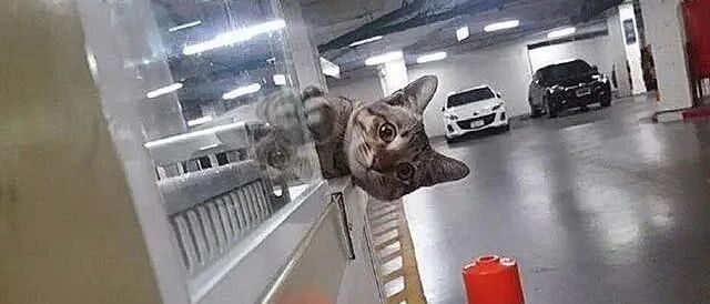 猫咪常驻停车场兼职，每天【探头收费】萌爆，原因却令人热泪盈眶