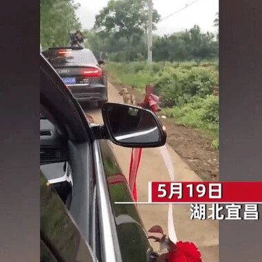 新娘出嫁宠物狗不舍主人，紧跟婚车护送近6公里，网友：最贵嫁妆