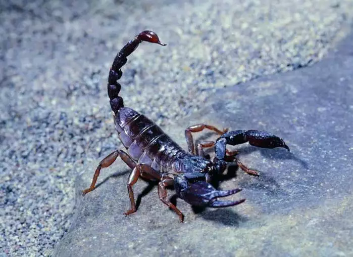 巴勒斯坦毒蝎，带有很多毒液的螯针