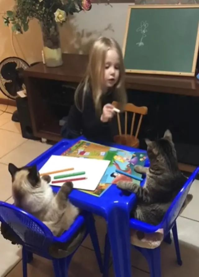 兩隻貓咪乖乖坐好聽課，小主人：等下獎勵小魚幹哦 寵物 第4張