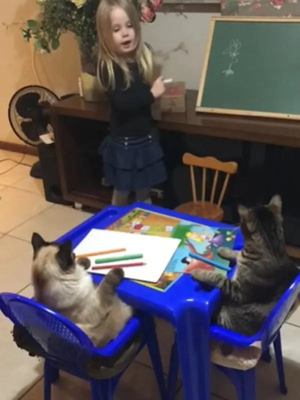 兩隻貓咪乖乖坐好聽課，小主人：等下獎勵小魚幹哦 寵物 第1張