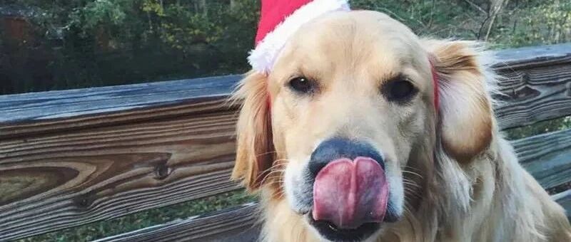 狗狗得病去世，铲屎官专门写文章悼念，感动无数网友