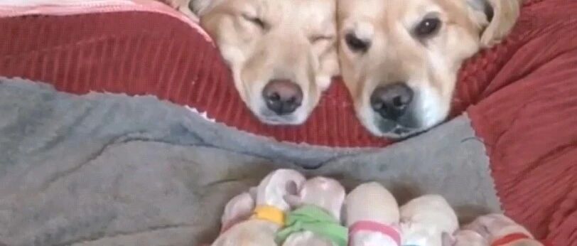 金毛生了6只宝宝，虽说是“半路夫妻”，狗爸却让人特别暖心