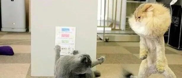橘猫总是爱打架，以为剪了毛发能收敛点，再去看时：还是太年轻了