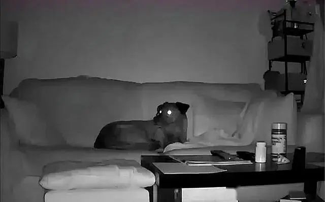地震前30秒，狗已經做出反應，專家：狗能提前「聽到」地震 寵物 第2張
