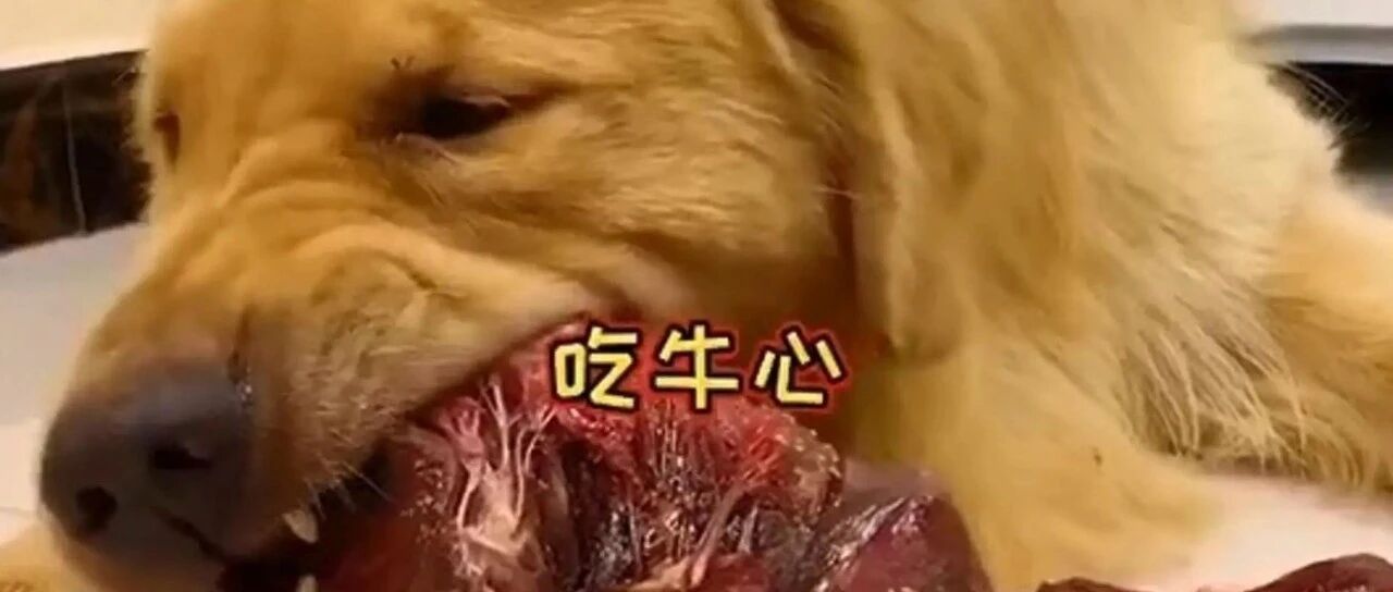 让狗吃3斤牛心，100种零食！宠物大胃王简直是虐待狗狗