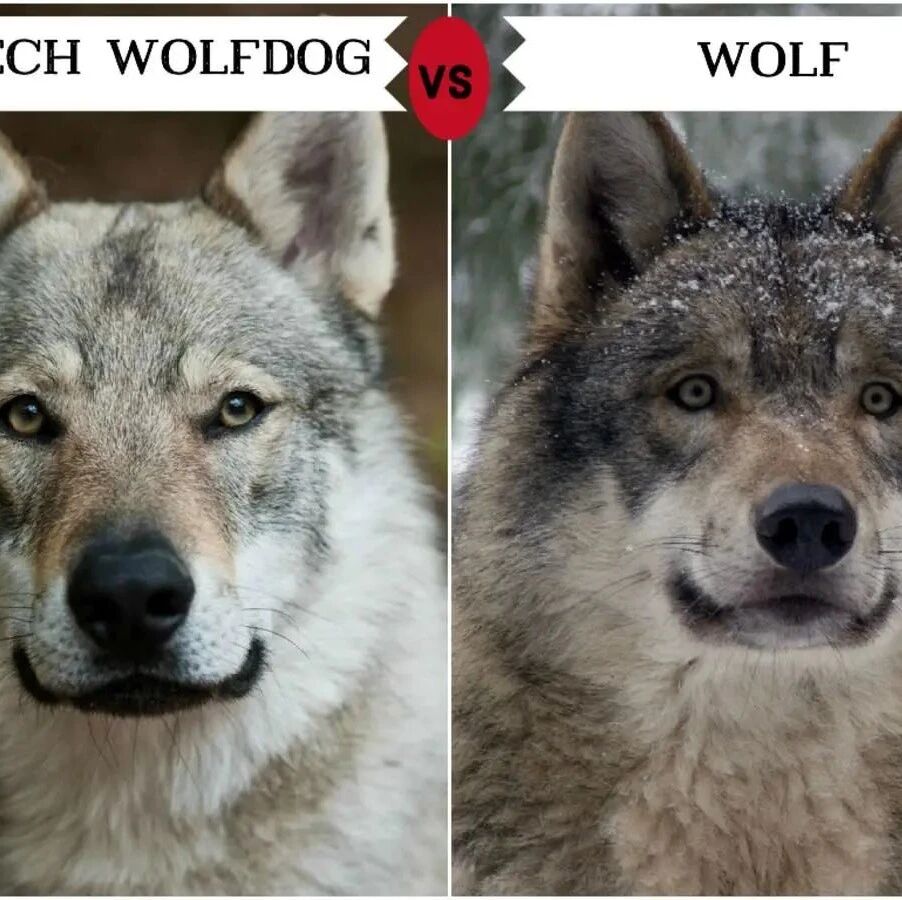 比哈士奇更像狼！不过养捷克狼犬，简直跟伺候祖宗一样