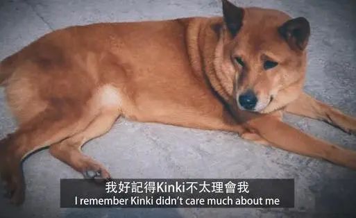 17歲中華田園犬視力全失，在主人面前呼出最後一口氣後離世 寵物 第1張