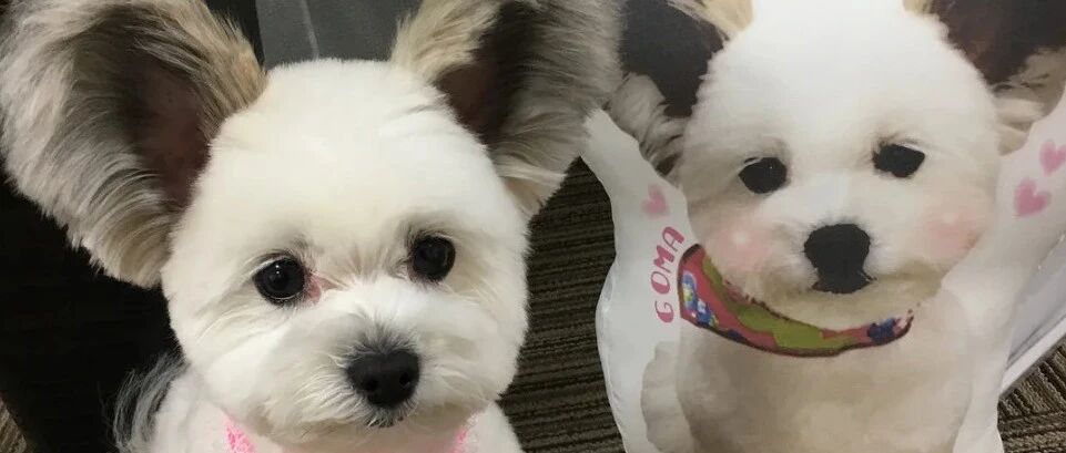 “串串”因长得畸形，被主人50元出售，兽医领养后却成了网红