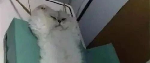 猫咪到医院拍X光，结果被压成“猫饼”，委屈的模样让人捧腹大笑