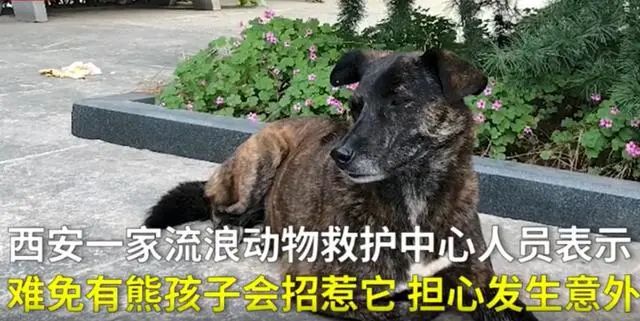 主人回國，狗狗卻在樓下等了3年，小區居民：它很乖不惹事 寵物 第6張