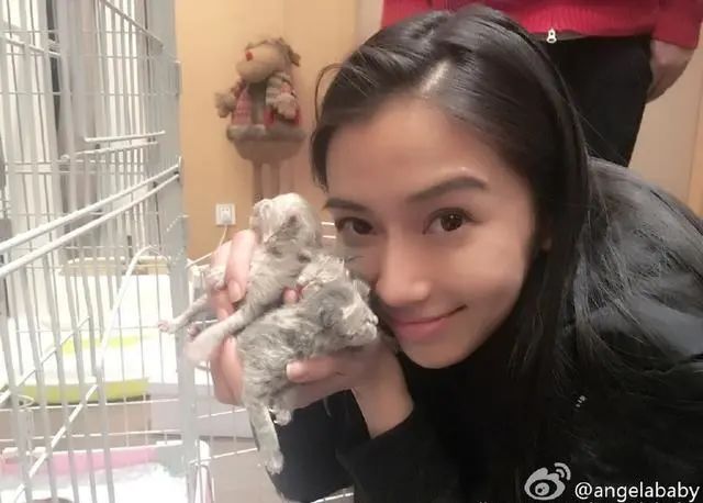 Angelababy上億豪宅客廳曝光，放巨型貓籠！對貓這麼好為何被罵 寵物 第5張