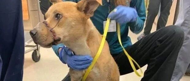 把狗狗吊在树上导致它截肢，大家怒砸5000美元悬赏犯人