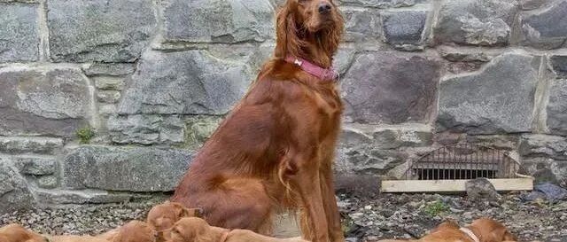 母狗一胎生下15只小狗，差点破纪录，1年后再相聚的场景让人泪目