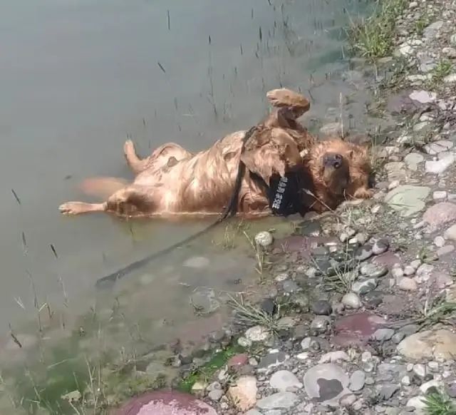 狗狗在公園跑丟，湖邊找到後，以為淹死了，走近細看發現蹊蹺 寵物 第4張