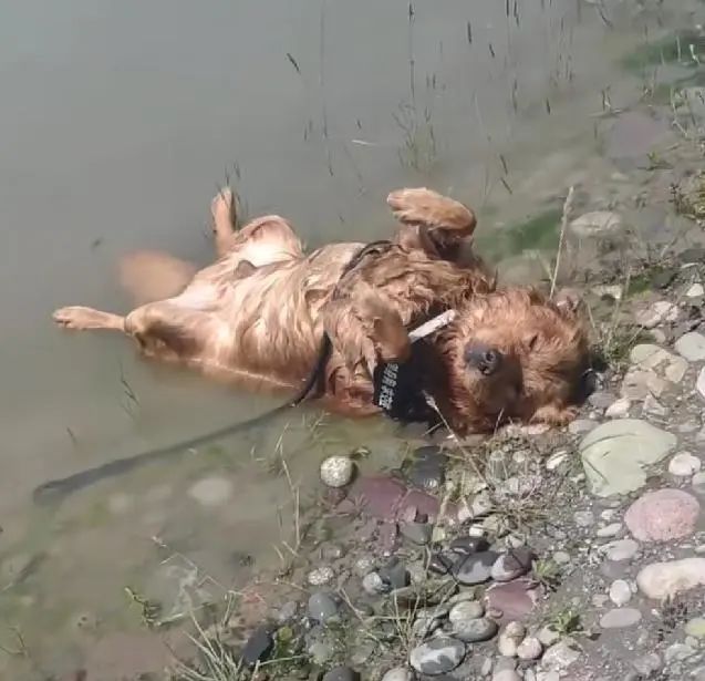 狗狗在公園跑丟，湖邊找到後，以為淹死了，走近細看發現蹊蹺 寵物 第3張