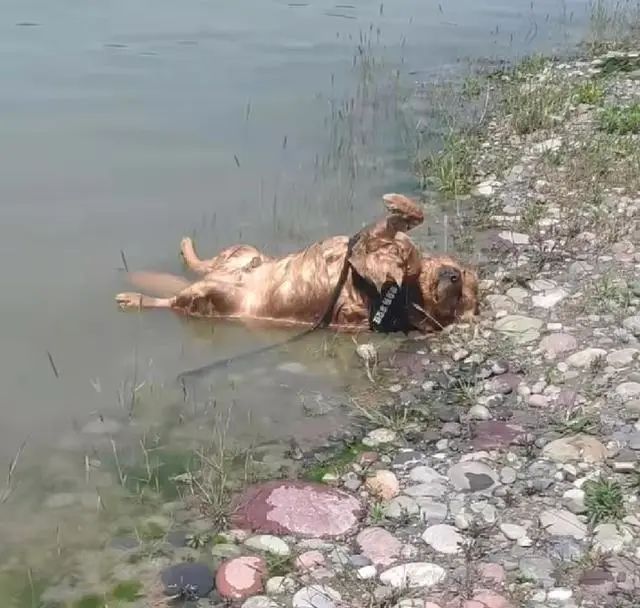 狗狗在公園跑丟，湖邊找到後，以為淹死了，走近細看發現蹊蹺 寵物 第2張