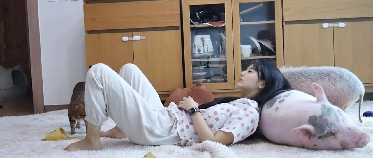 妹子的宠物猪跟狗狗一样聪明，为了它们主人特意搬到郊区，猪生赢家！