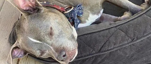 救助站老弱病残狗狗没人要，夫妻花42万改造家里，把它们接回来养