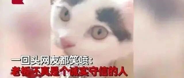 9块9买猫不能挑，店家保证猫咪浓眉大眼，收到货一看笑喷