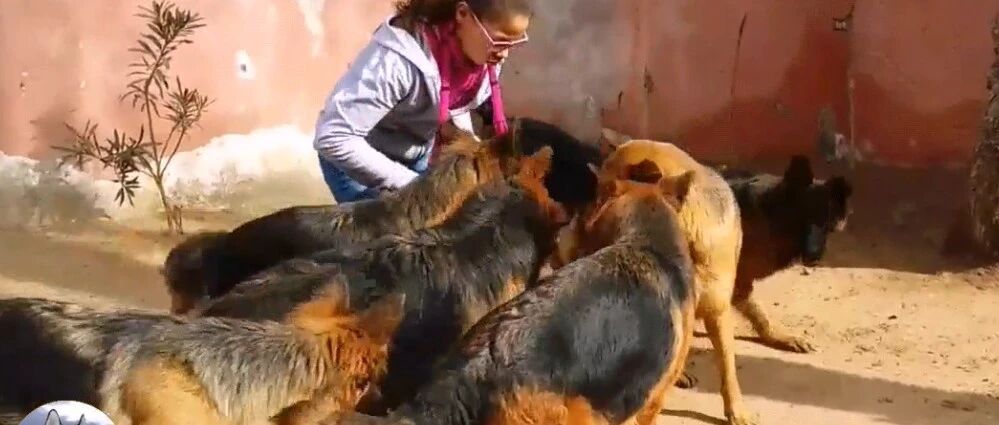 姑娘养了8只德牧，朋友都不敢去拜访，网友：很有安全感啊