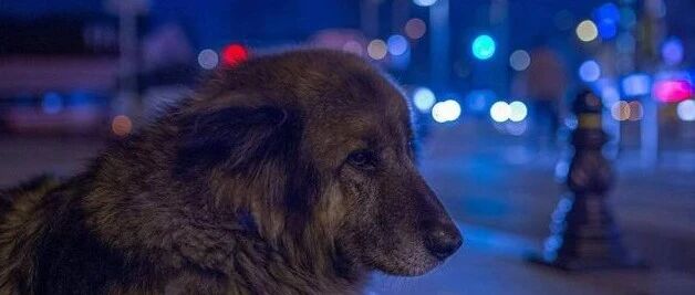 流浪狗撞伤老人，好心投喂者却被告上法庭，网友：天理何在