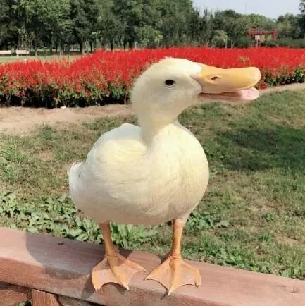 王思聪同款宠物鸭被吃，王珞丹挂小偷正面照，愤怒喊话：尊重社会